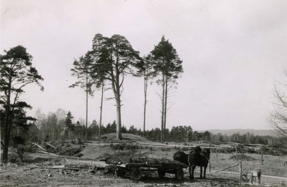 Bronsåldershögen med den imponerande tallen, kallad Trolltallen. Enligt uppgifter plundrades den någon på 1860-70-talet. Foto 1930-tal.